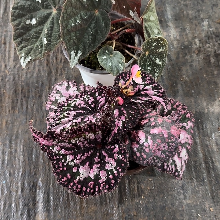 完全开放新疆泡沫箱