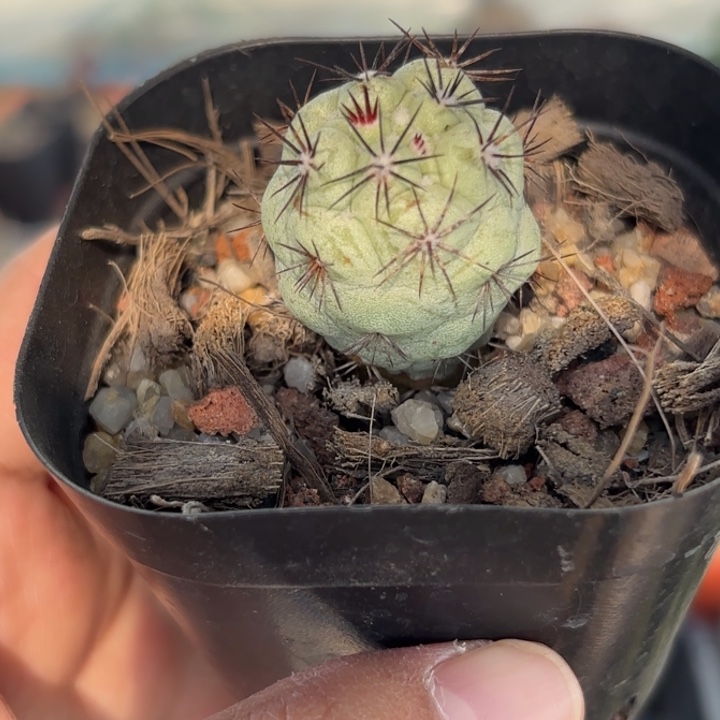 9983帝王丸好养皮实