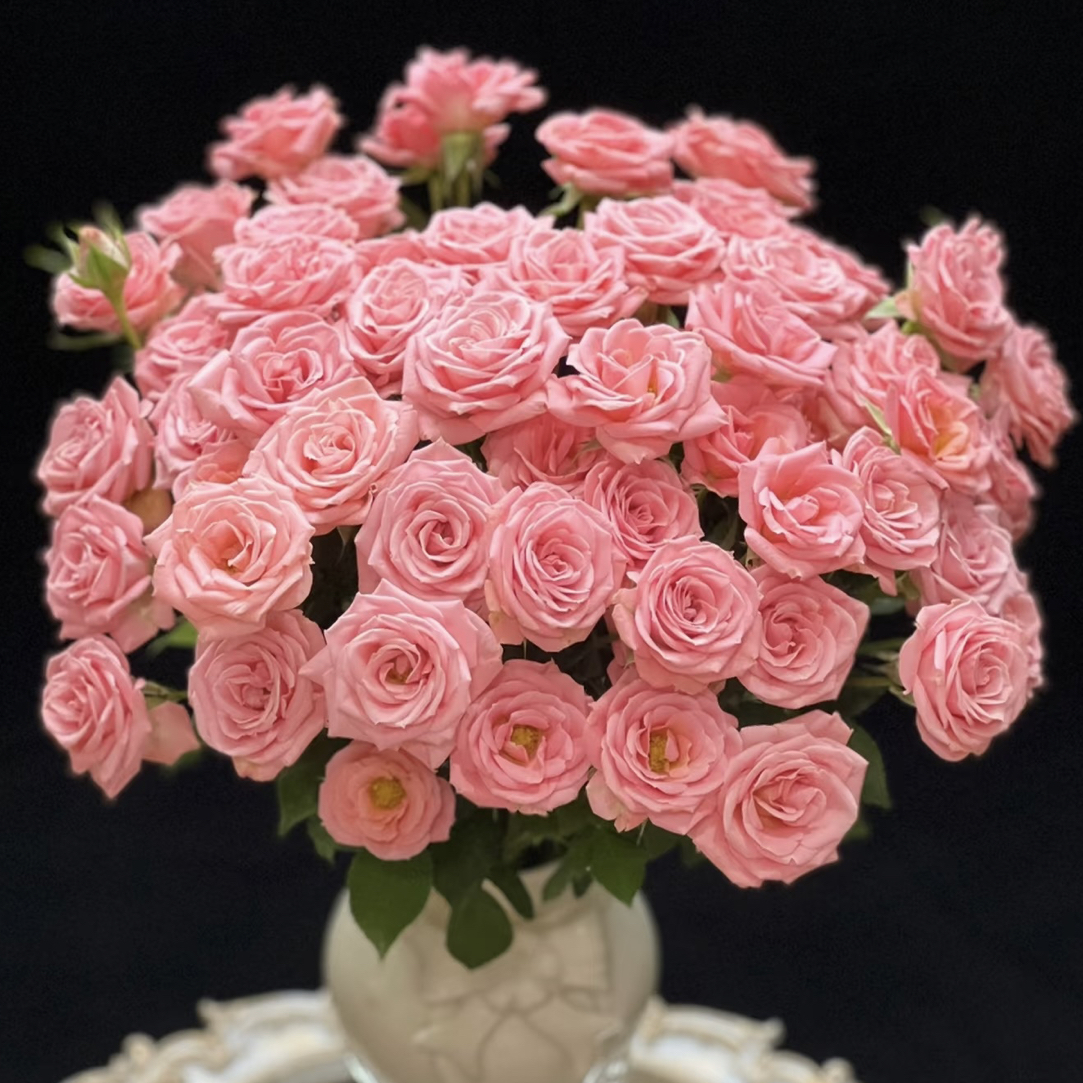 一加仑盆发货【黛安娜】月季玫瑰直播云南精品盆栽花卉四季开花