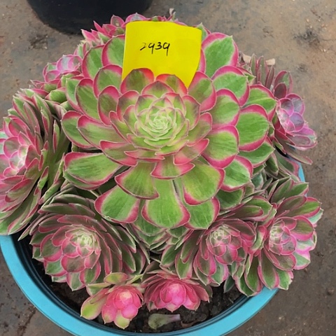 2939孔雀翎多肉植物