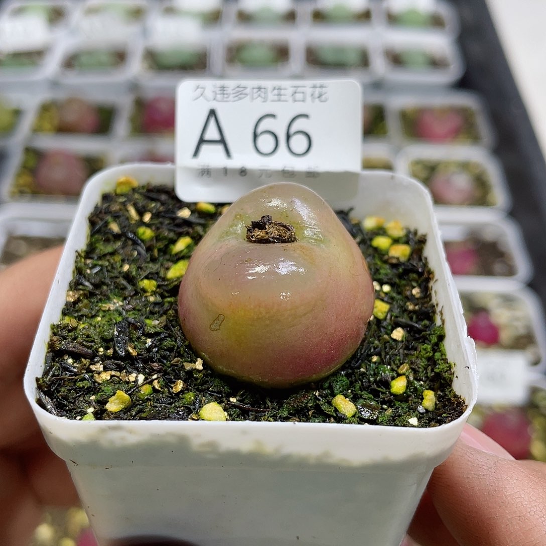 A66号毛，，很可爱的肉肉