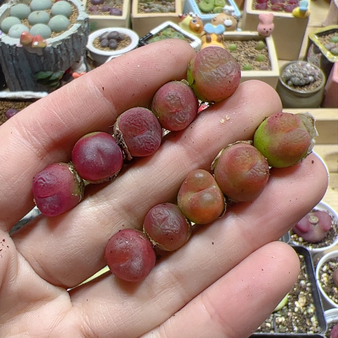 【闪购商品】391 水蜜桃x10