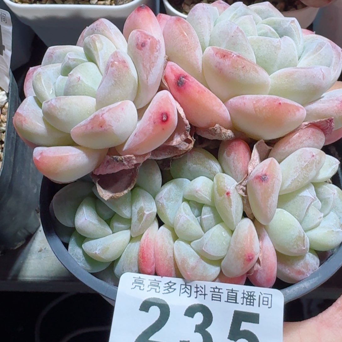 冰玉群生         精品多肉