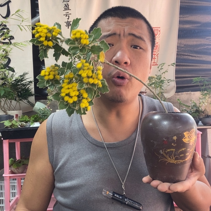 以实际为准盆景绿植盆栽85