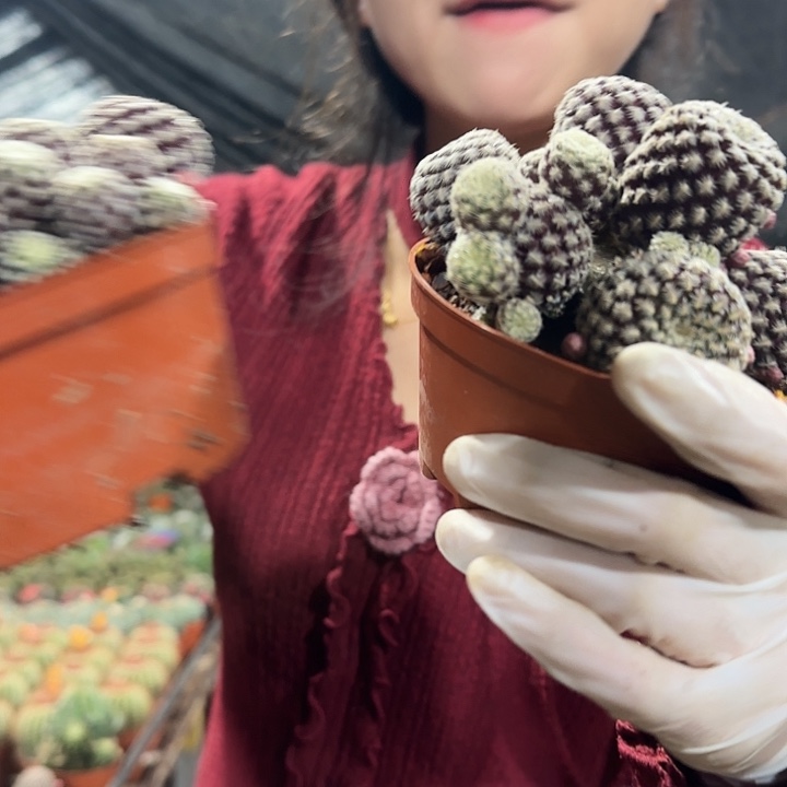 红宝石（掉头掉崽不售后）