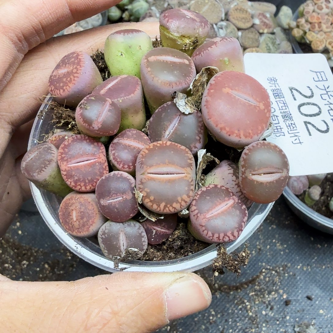 哈哈笑不出话就笑道202是