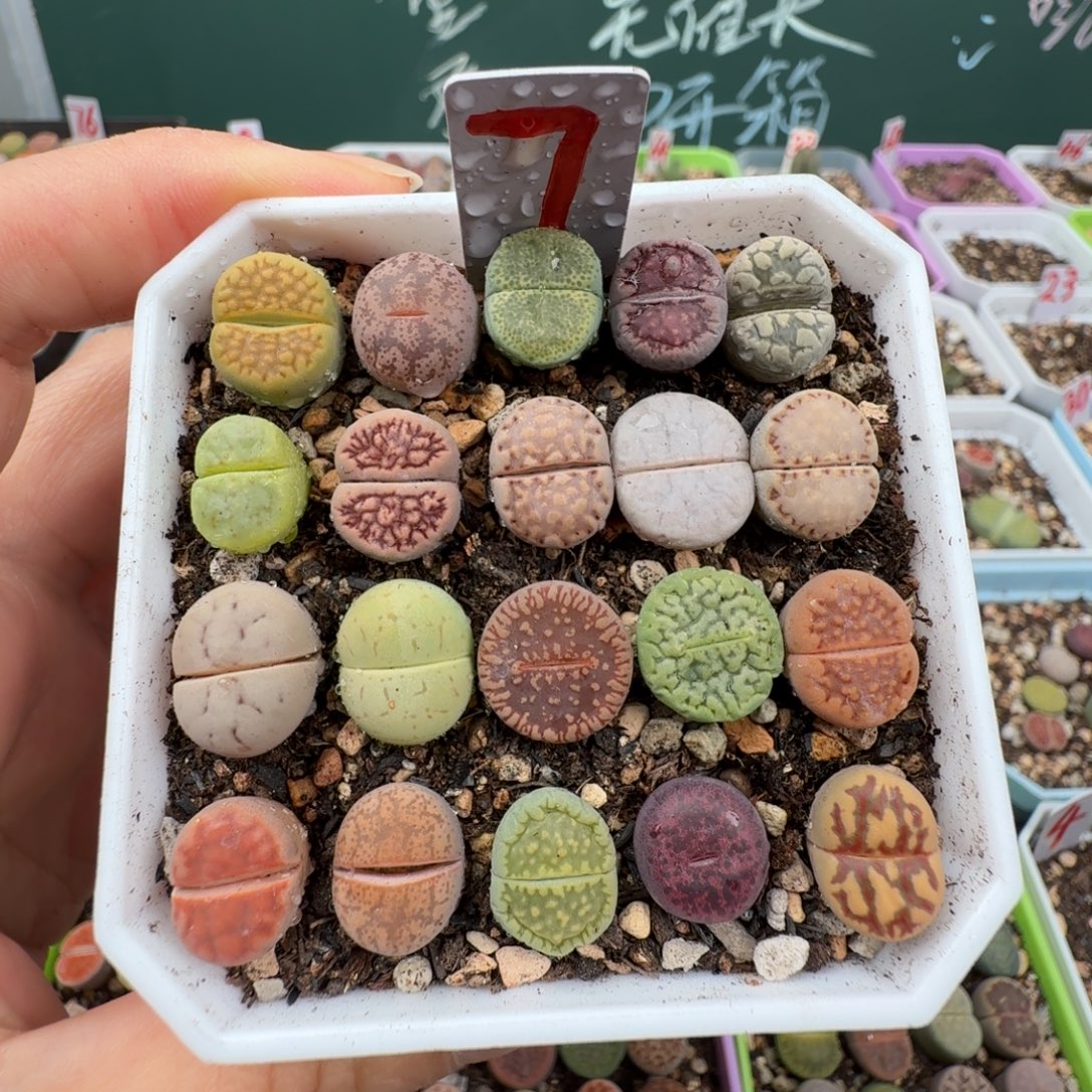 特价菜拼带盆土 7