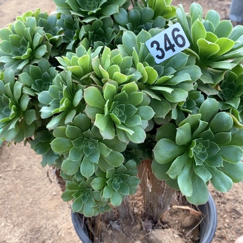 346满十八包邮偏远勿拍