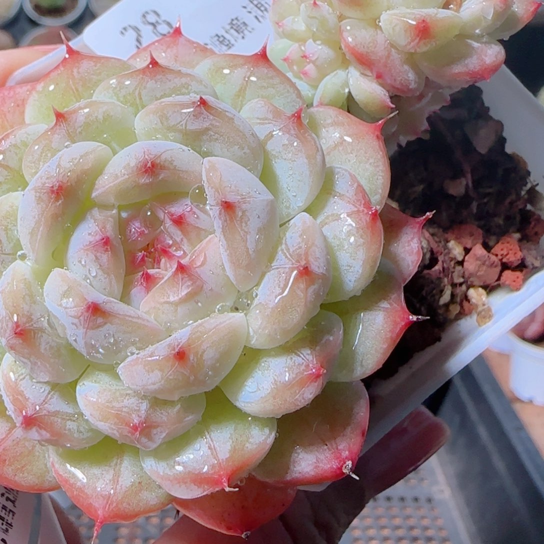 花语多肉1203-28糖心母本