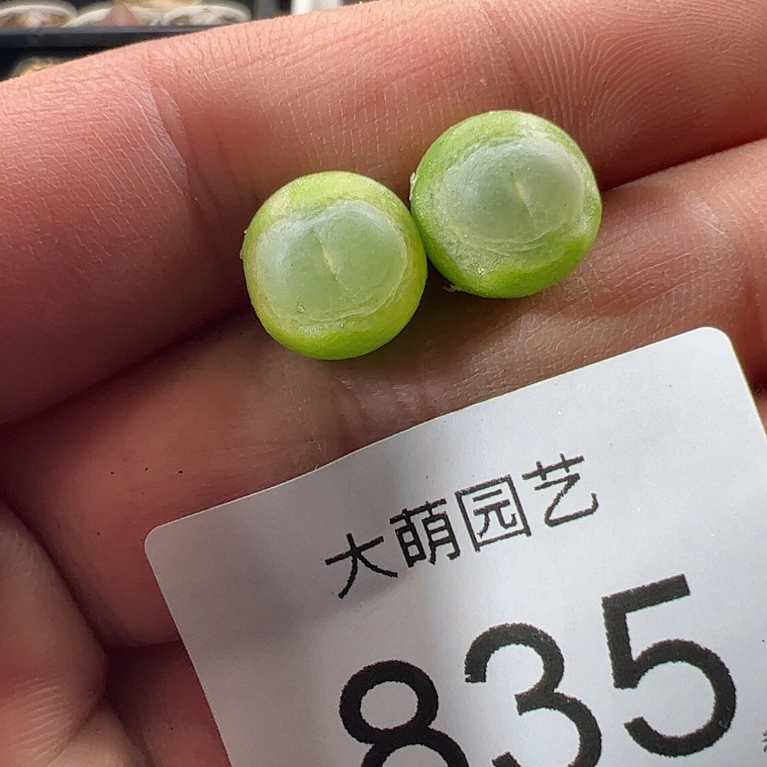 一物一拍。        835