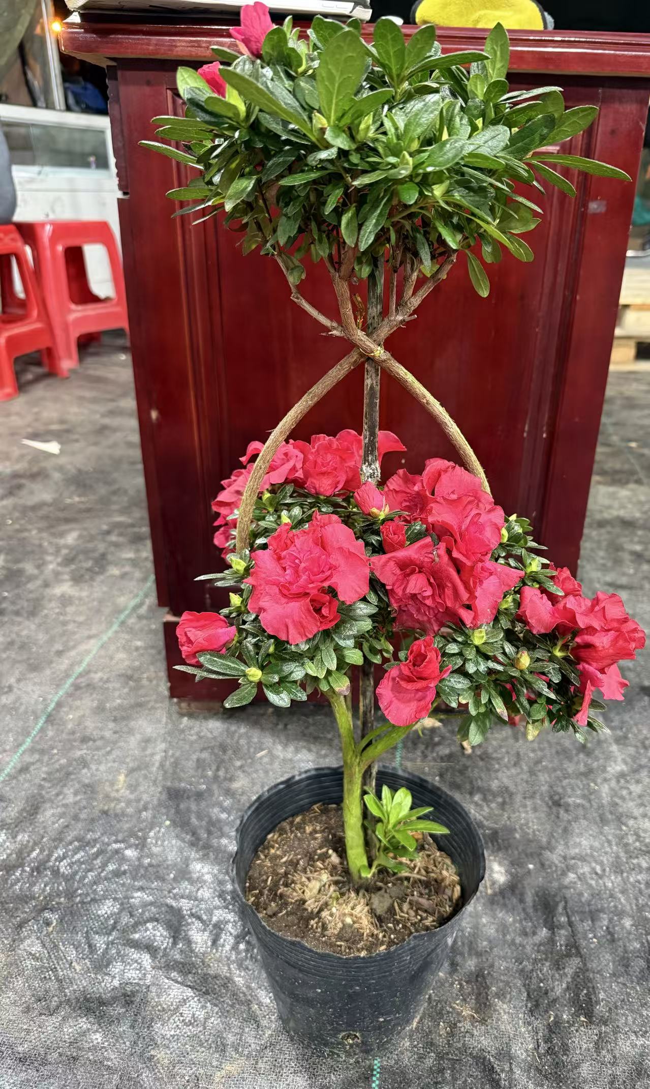 【一物一拍】精品比利时红宝石杜鹃室内庭院花园好养（花篮造型）