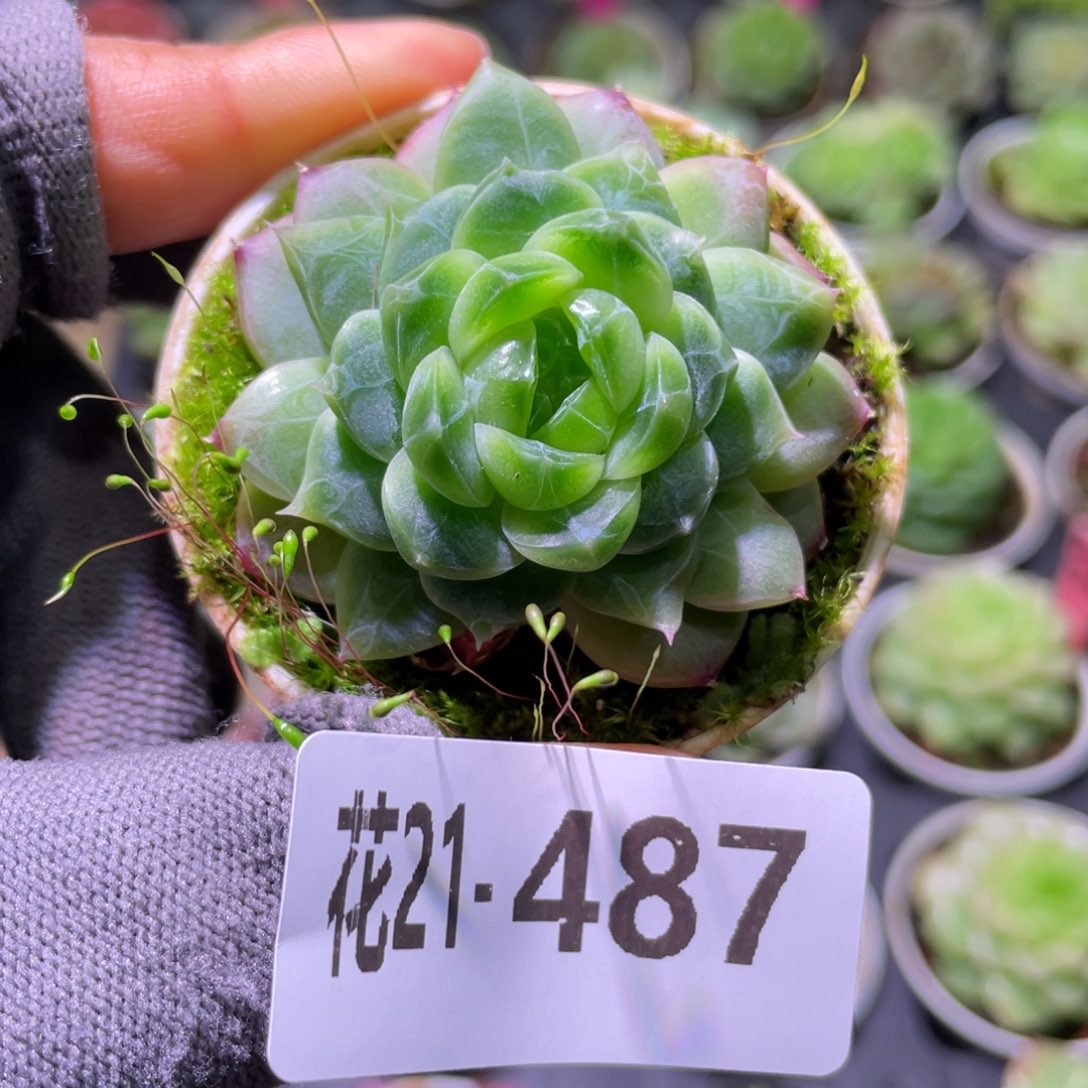 花利美21-487珍妮