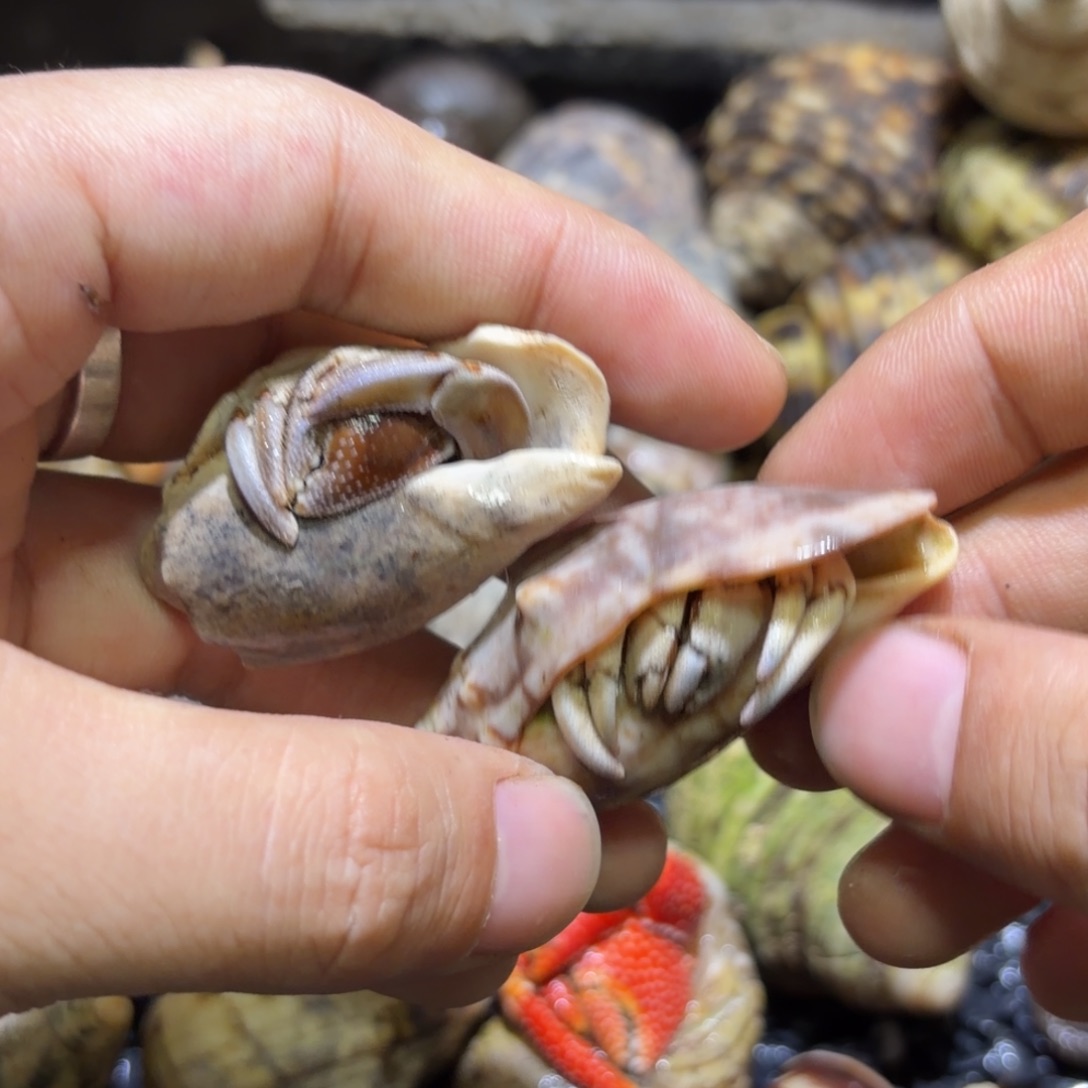 活体寄居蟹 不退不换 31