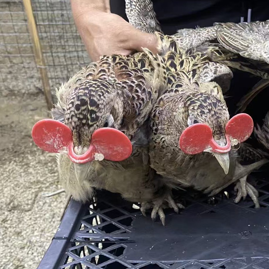 2母 广西正宗七彩山鸡户外散养整理鸡冰冻不含冰京东快递