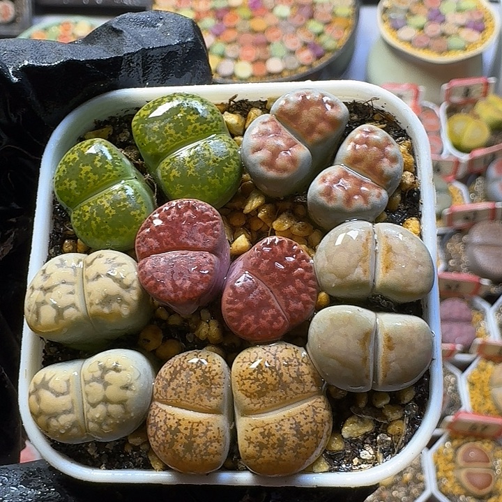 生石花2555888   57号