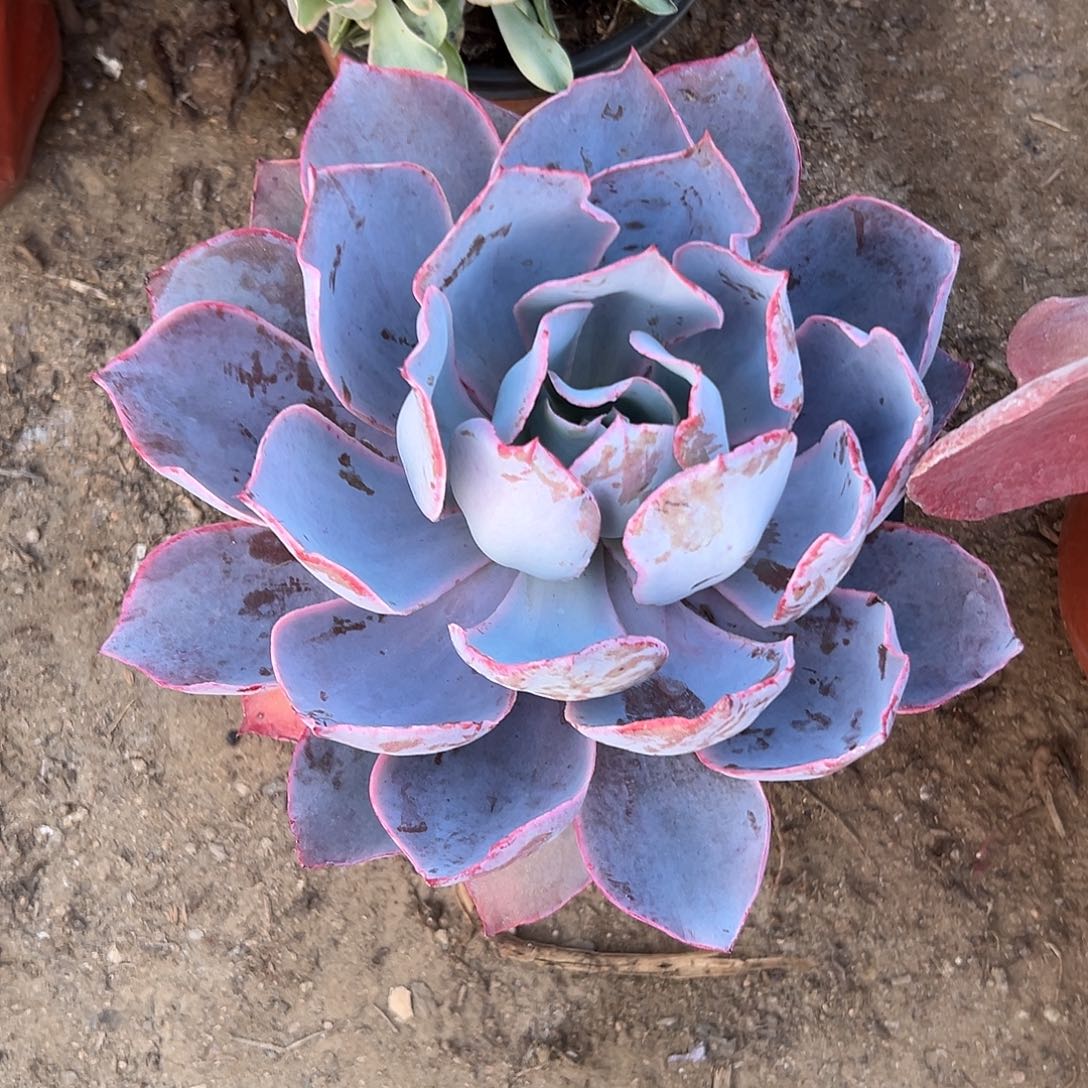 多肉植物多肉植物