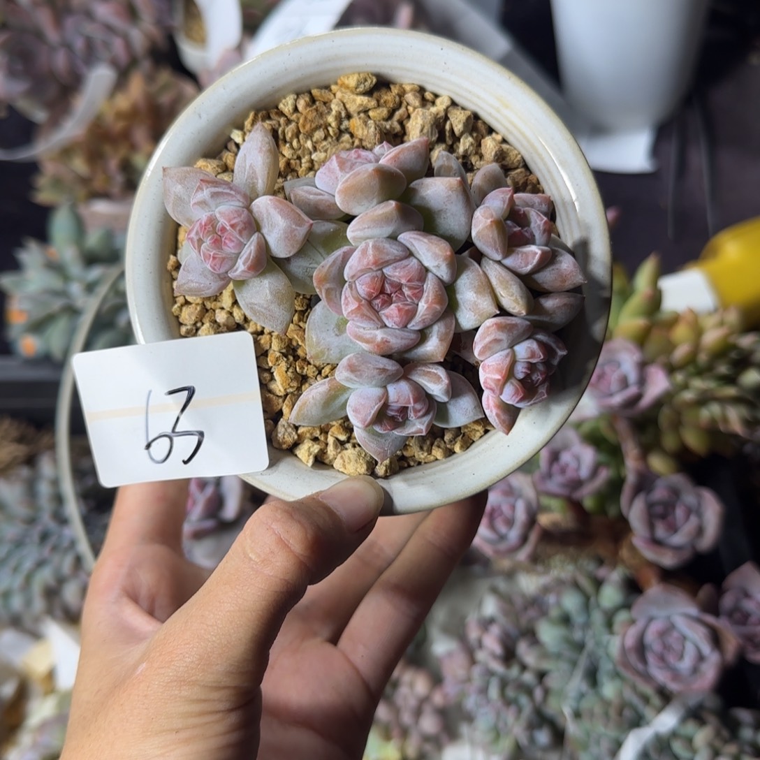 静***开星影6头一物一拍小脸63
