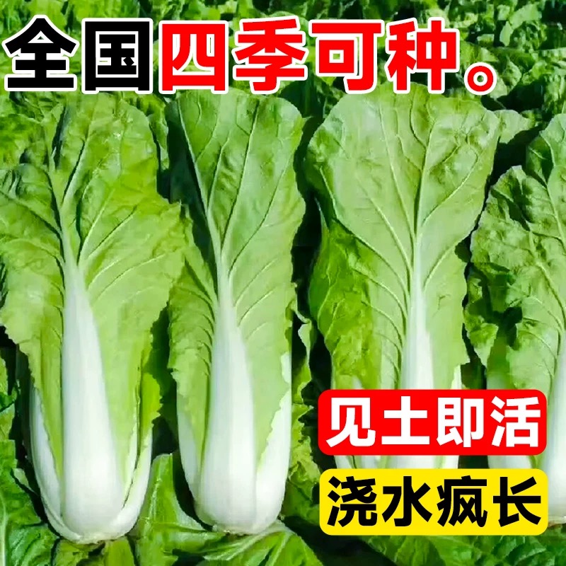 速生奶油快菜种子小白菜种孑菜种籽青菜速生快菜种籽蔬菜籽种大全