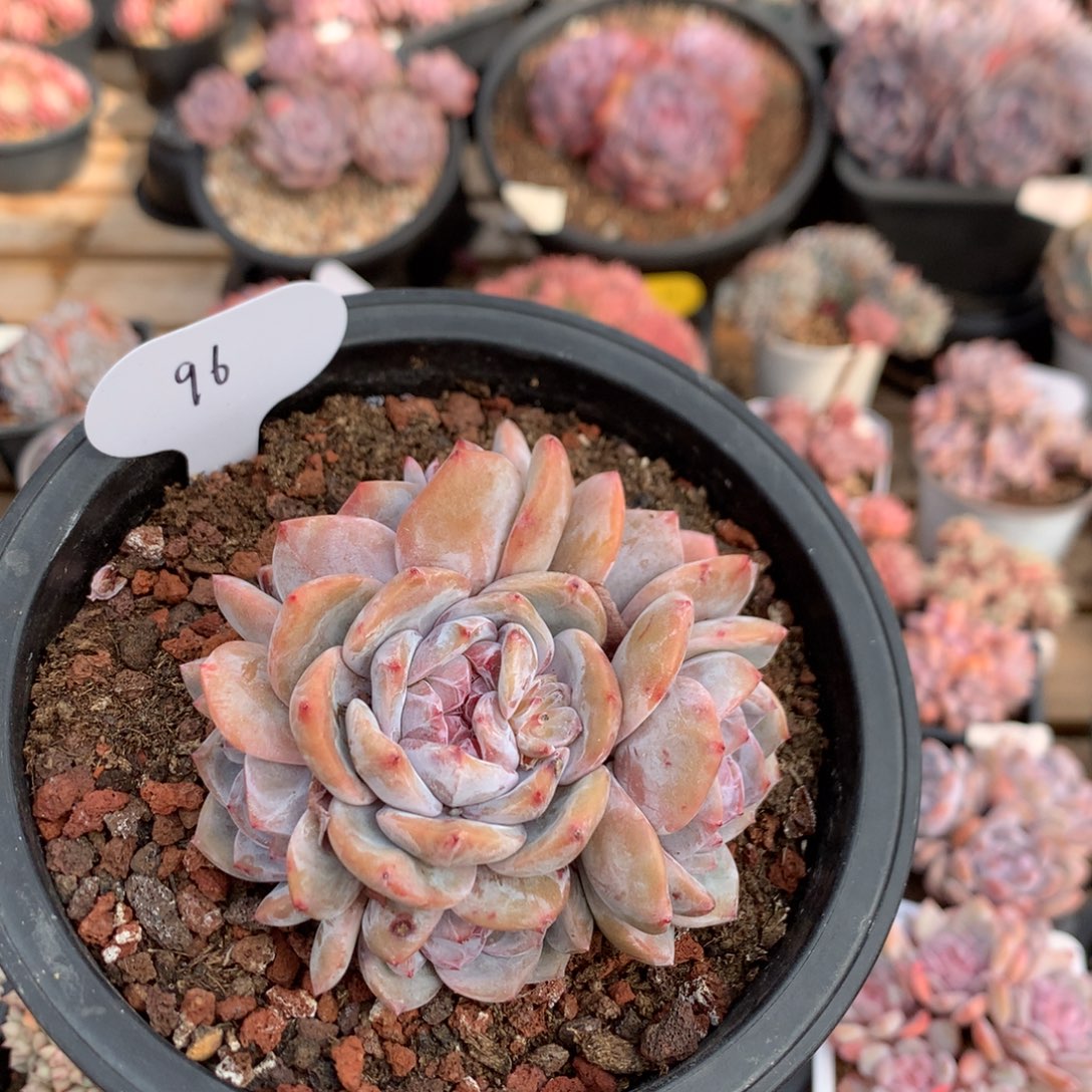 10.5厘米六头有砍紫皮石榴籽 捧花 96