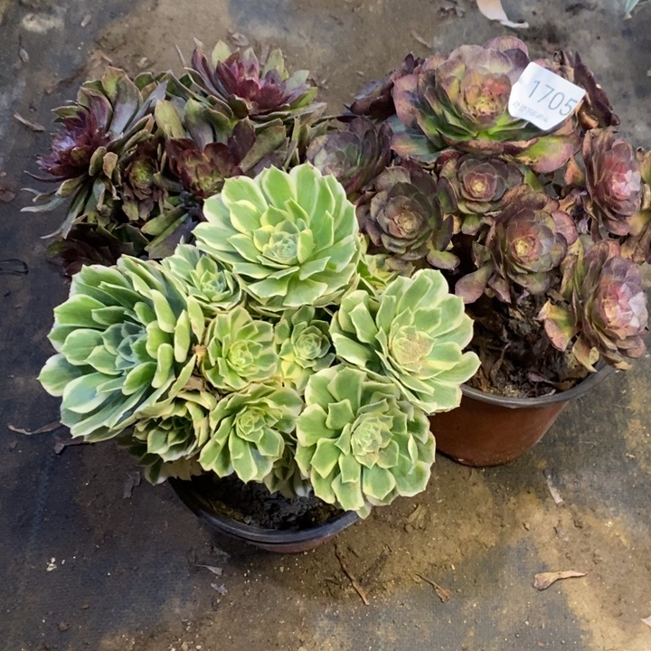 3盆多肉断头不包1705