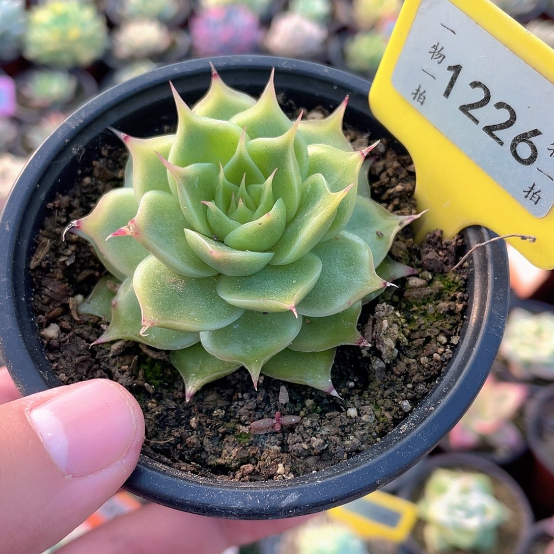 海胆1226号多肉植物