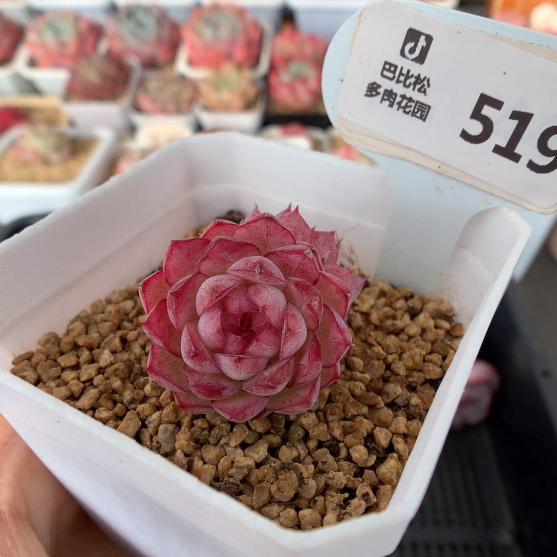 519女王多肉植物