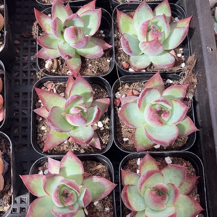 6.5方惊鸿带盆土发