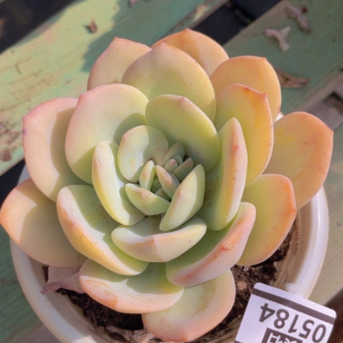 【闪购商品】奶茶05184