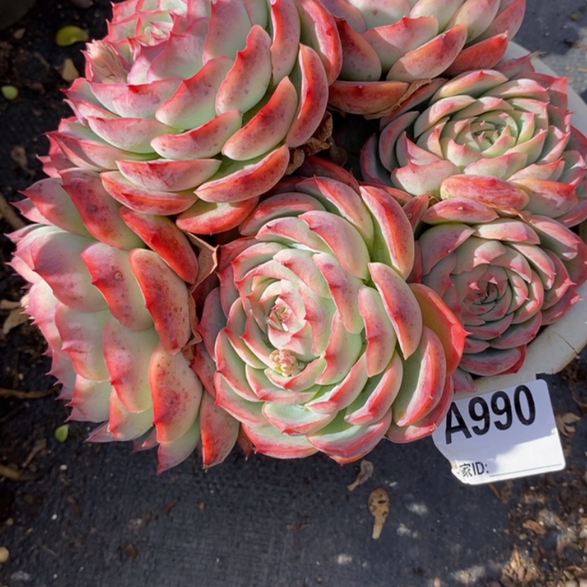 【闪购商品】逃*多肉植物