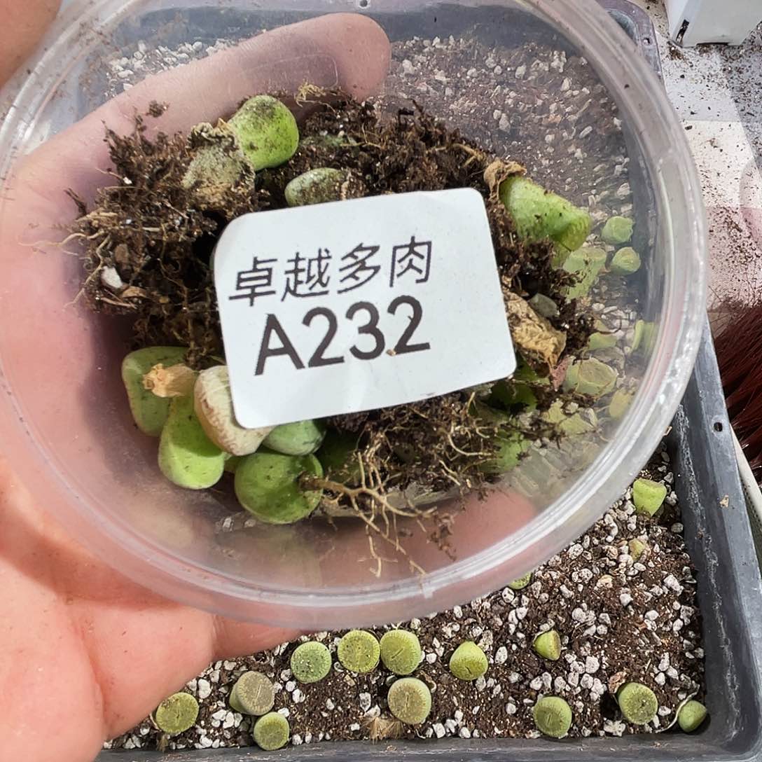 w***4一物一拍A232绿光阳