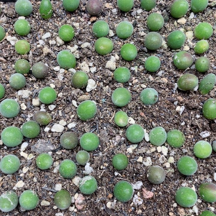 754宝辉玉一颗l l l