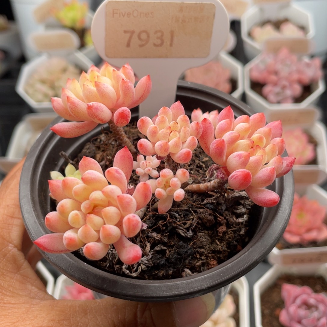 烟花7931-7.5厘米