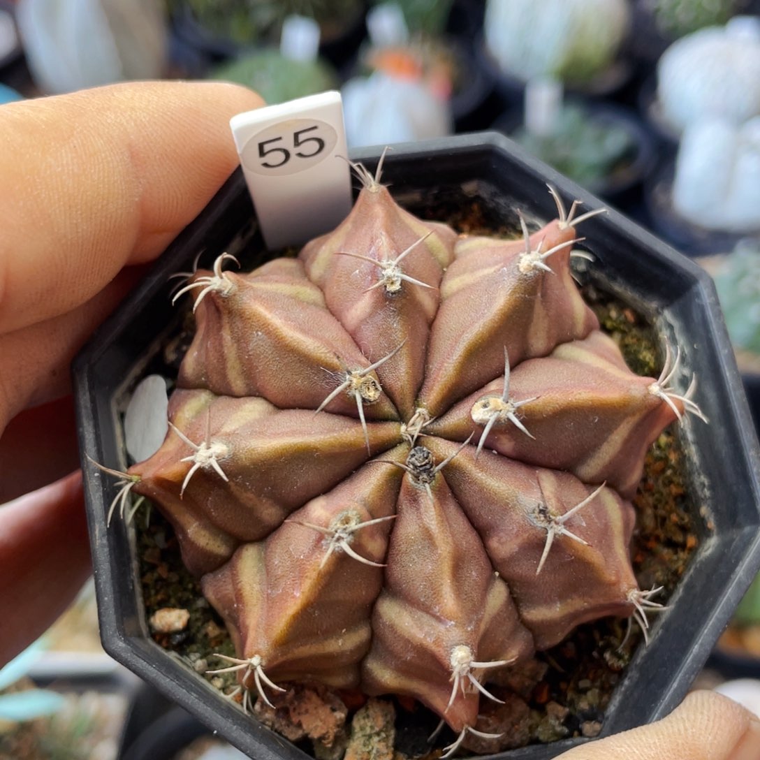 仙人球满28包邮盆口径 5公分美文米哈