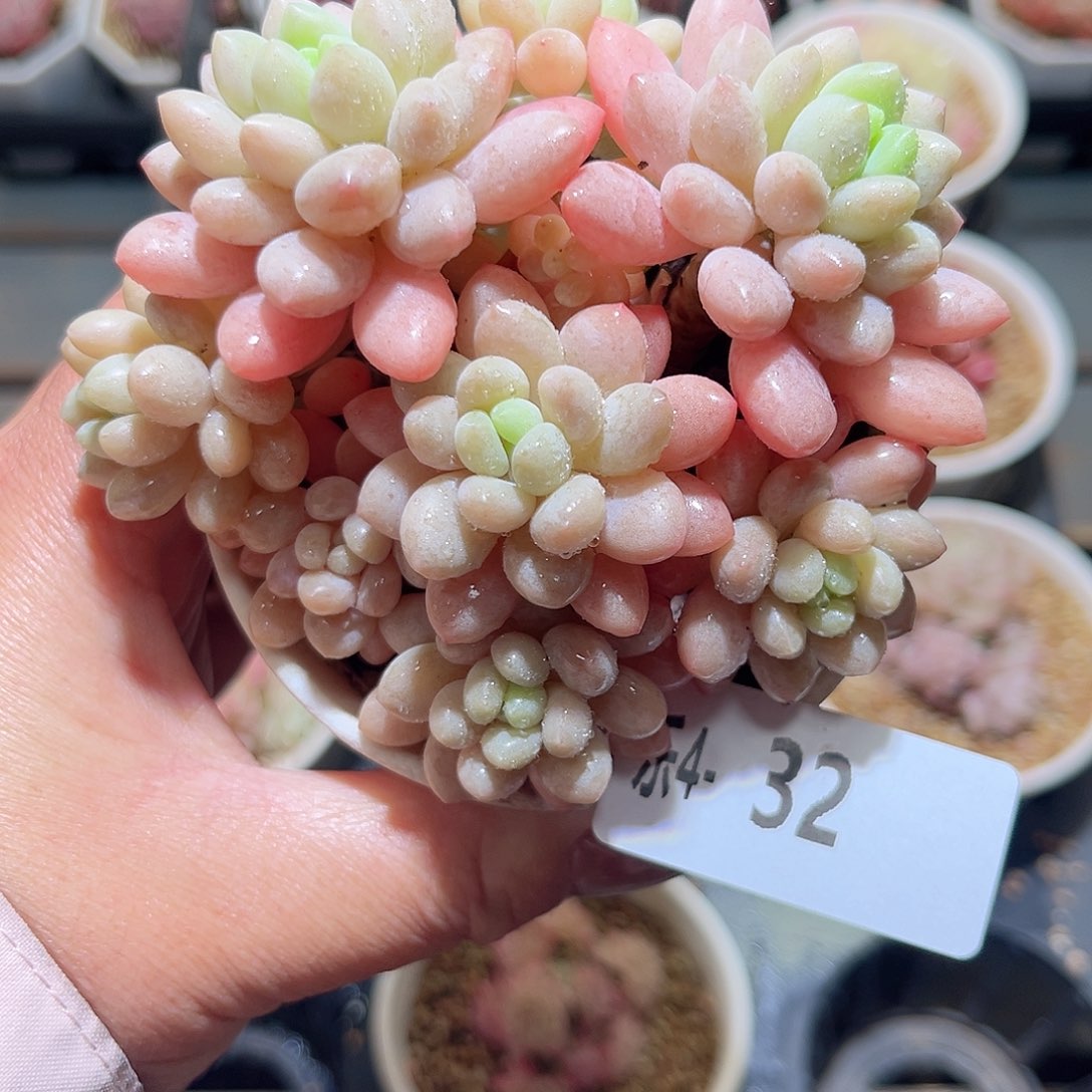 乐4-32 洛可可群不包整