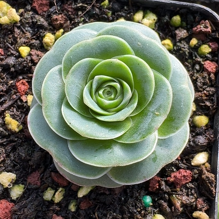 秋***夕精品玫瑰山地玫瑰