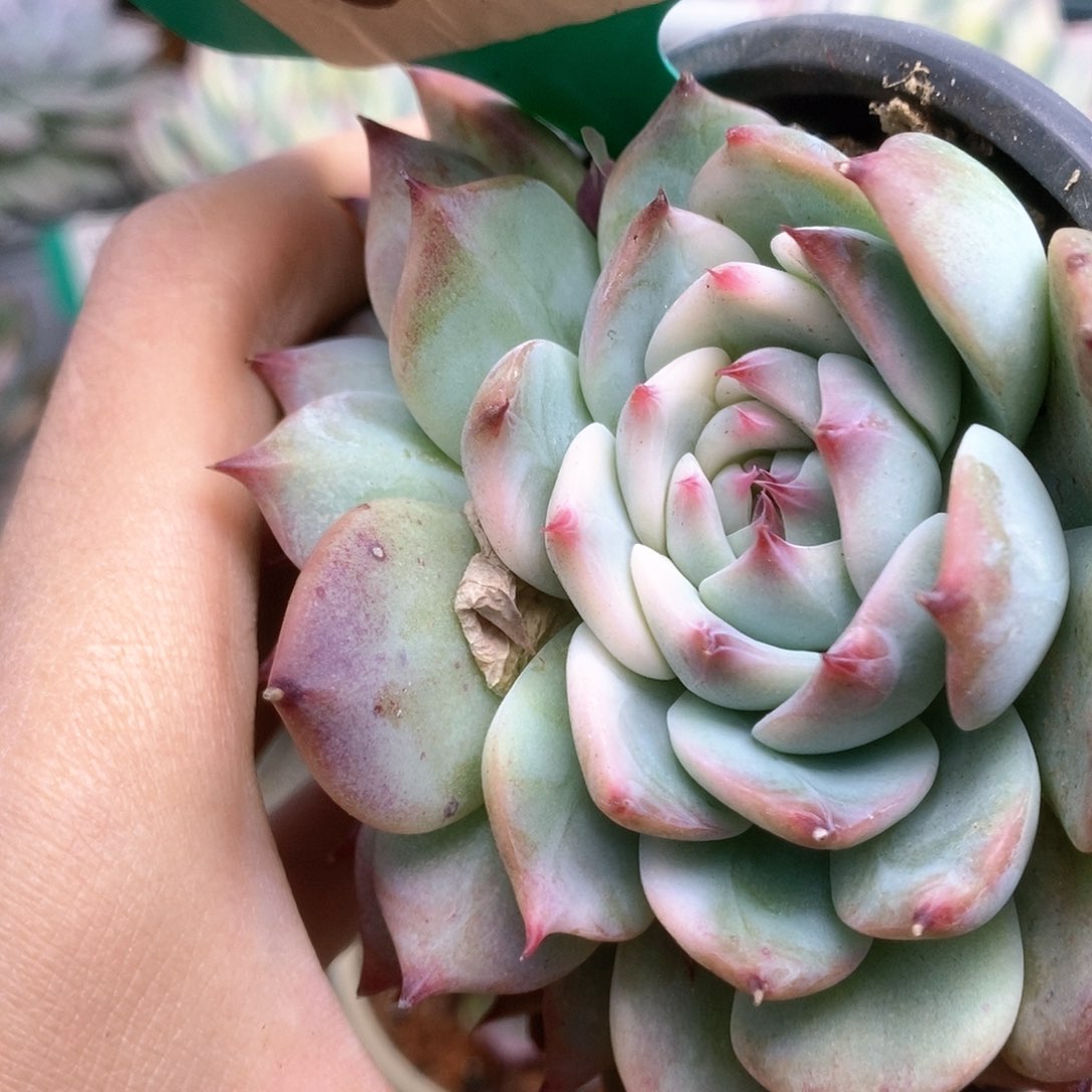 785锦锦锦锦锦锦锦