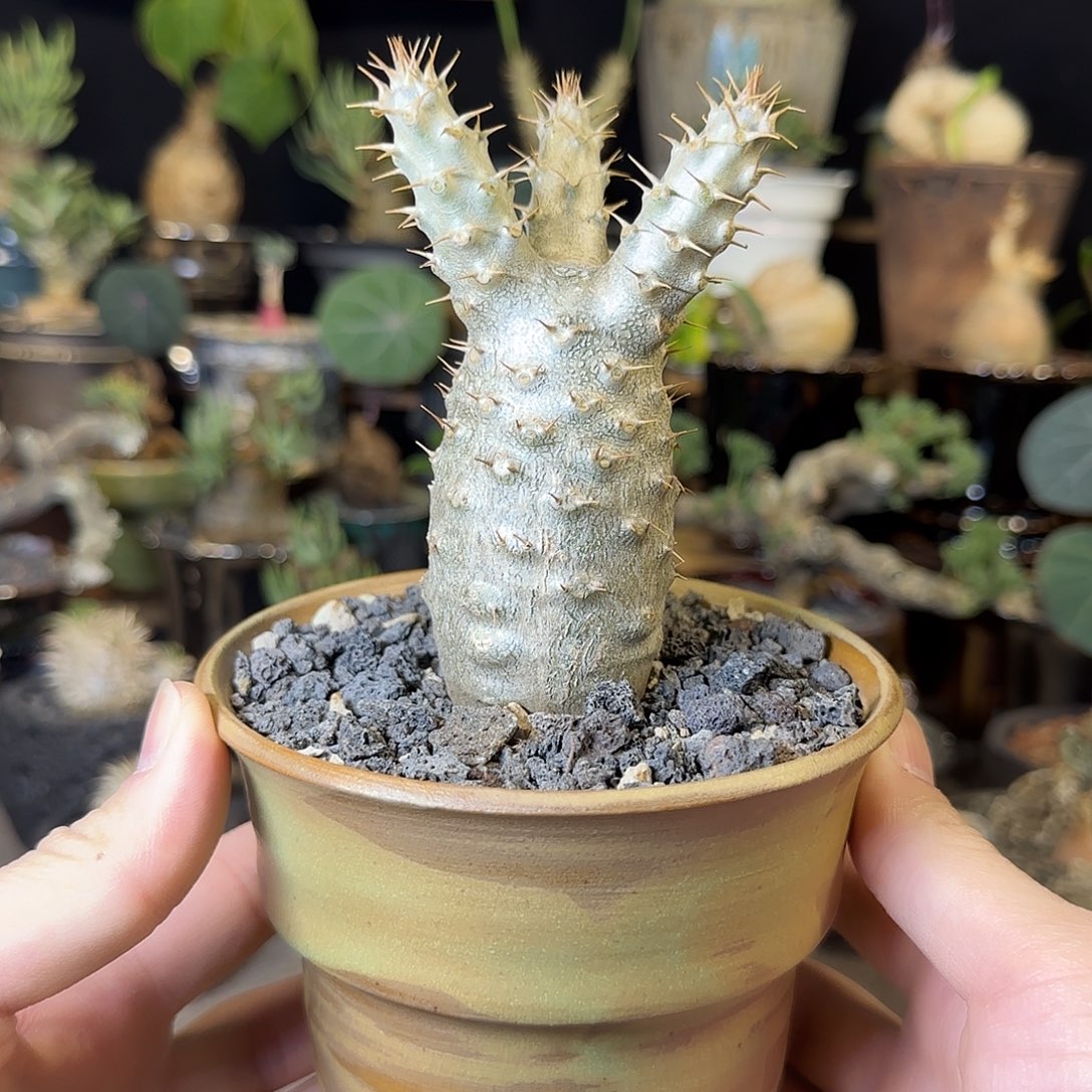 一物一拍象牙宫03