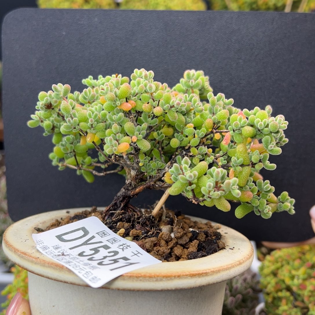 dy5351造型桩翡翠冠幅11.5cm不含盆