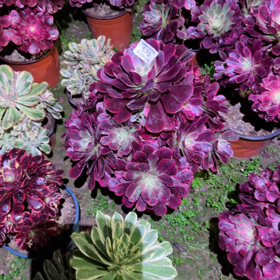 金丝雀法师多肉570