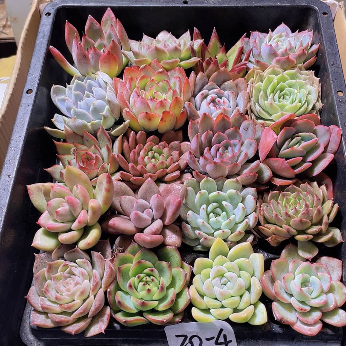 【闪购商品】20颗-4