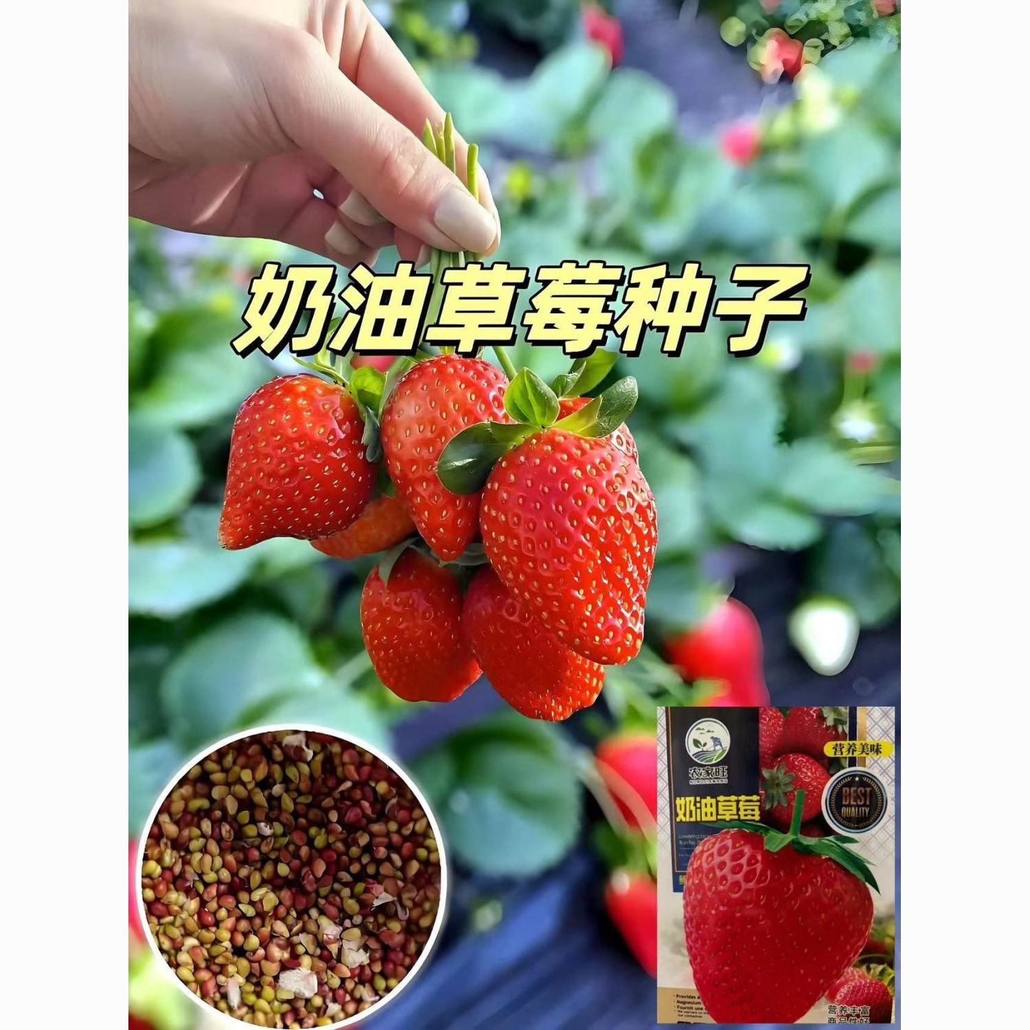 *奶油草莓种子四季种植室内大果籽阳台盆栽营养红草莓籽春夏秋冬
