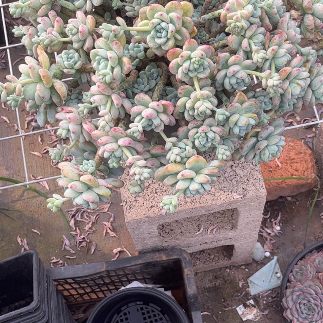 ?****.劳尔大群一颗发货