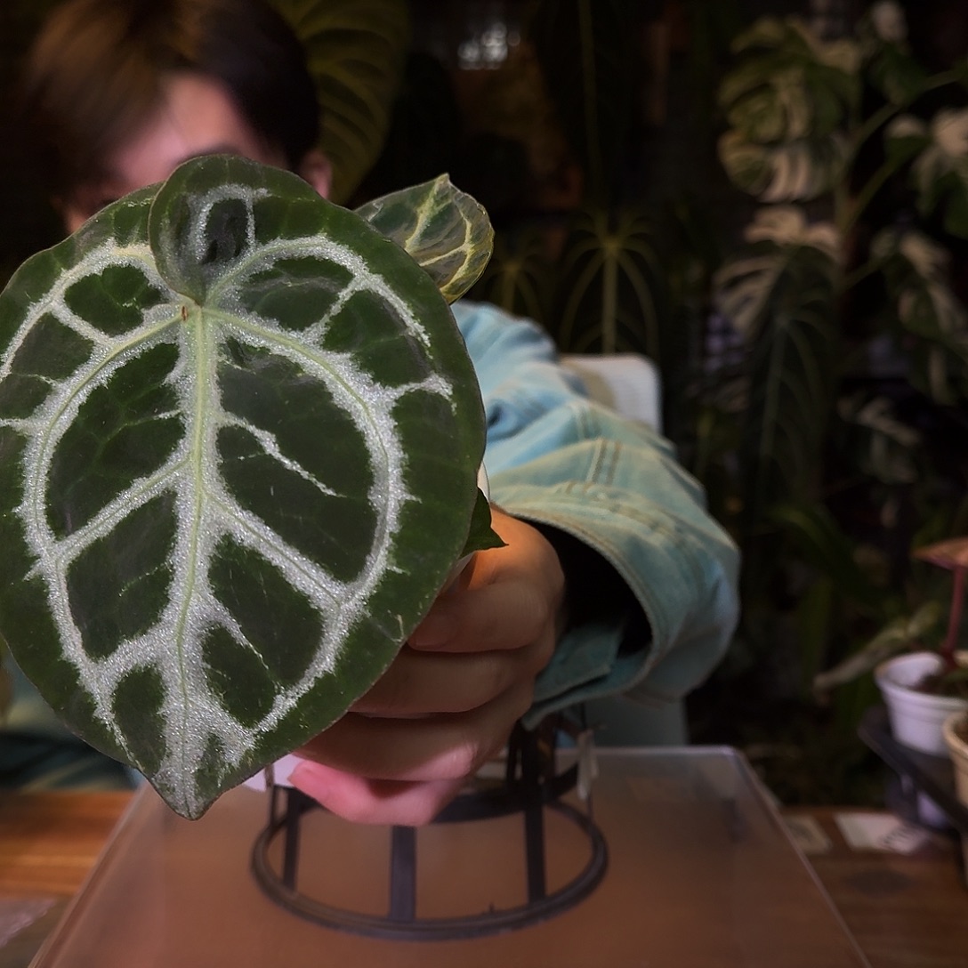 不开花植物L147黑水晶杂铜锣烧