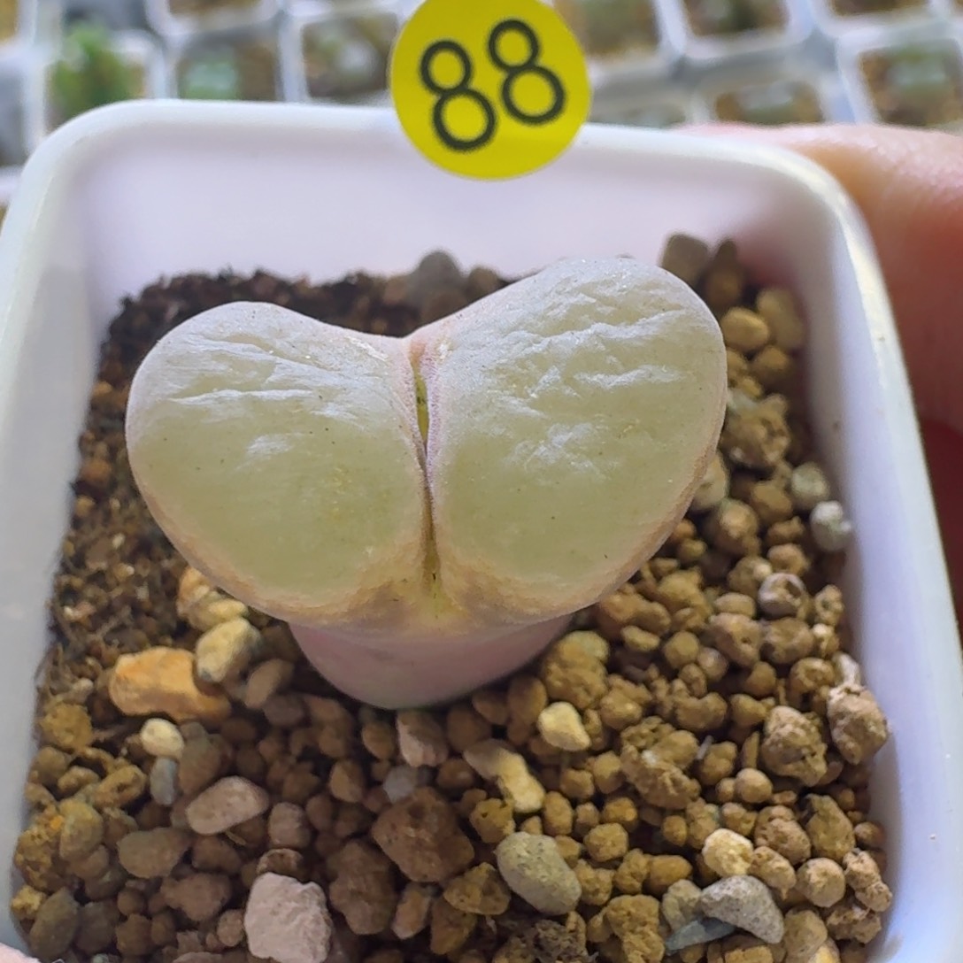 李****)88......多肉.....