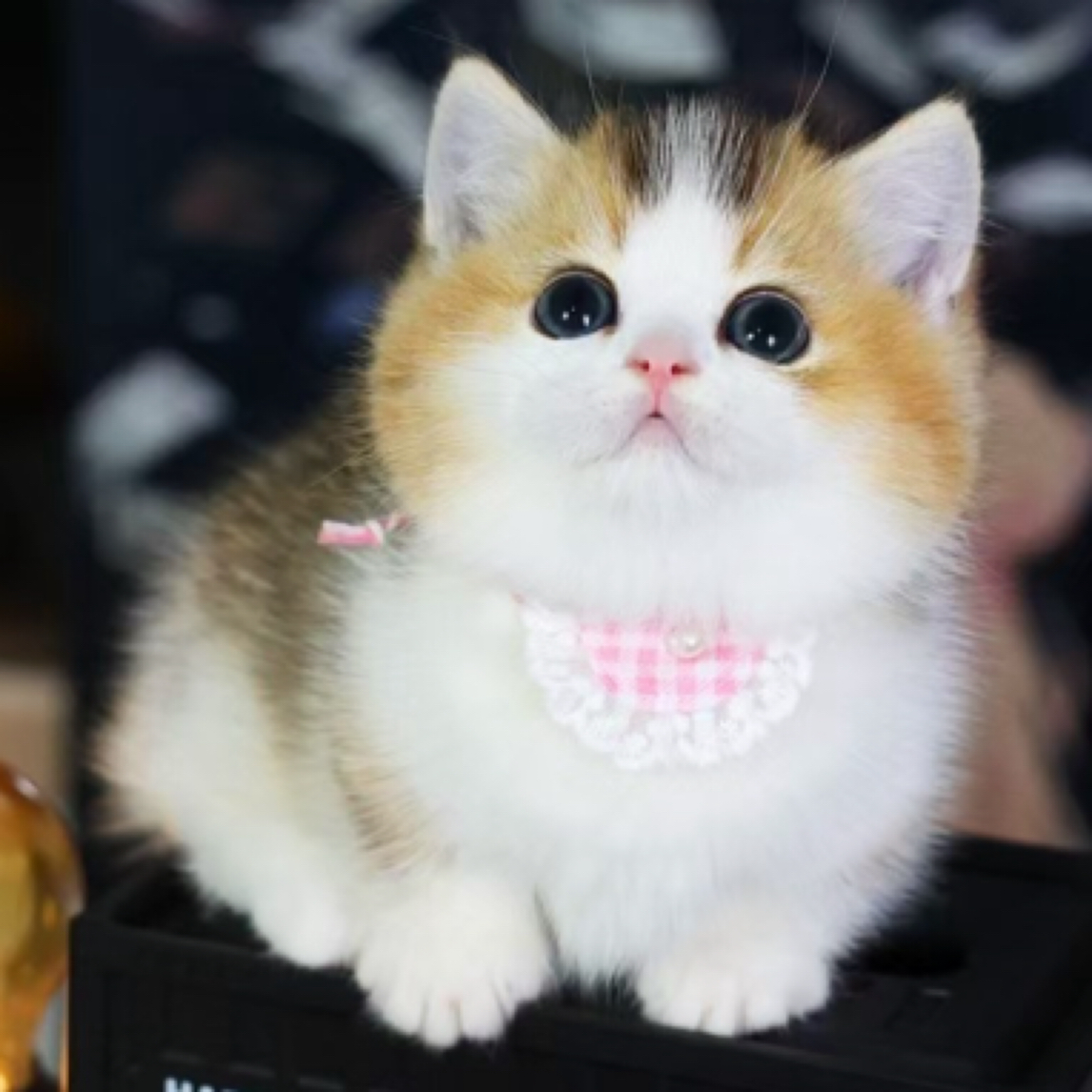 【江苏猫舍】金渐层英短纯种幼猫幼崽血统赛级英国短毛猫宠物