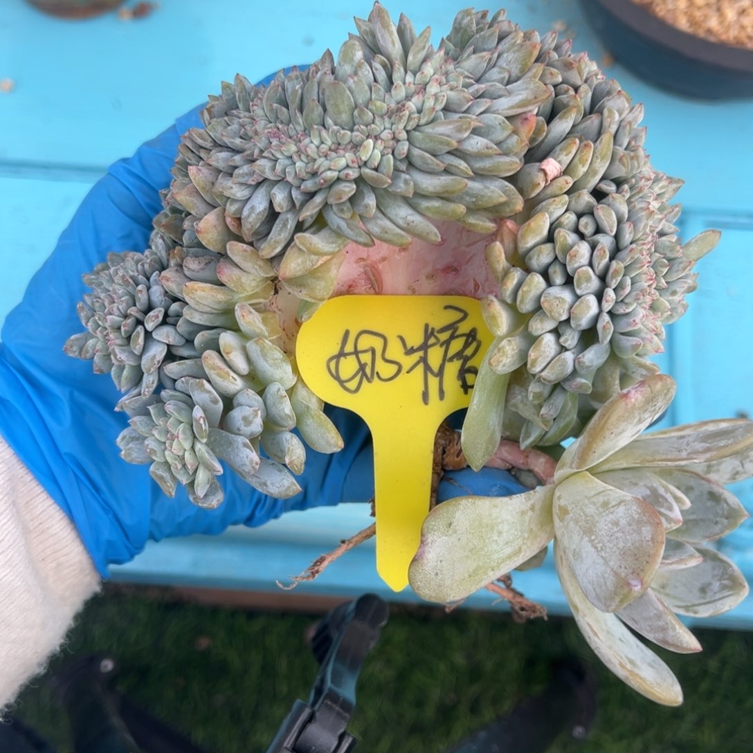 ?****?绿体紫心石榴籽树缀化