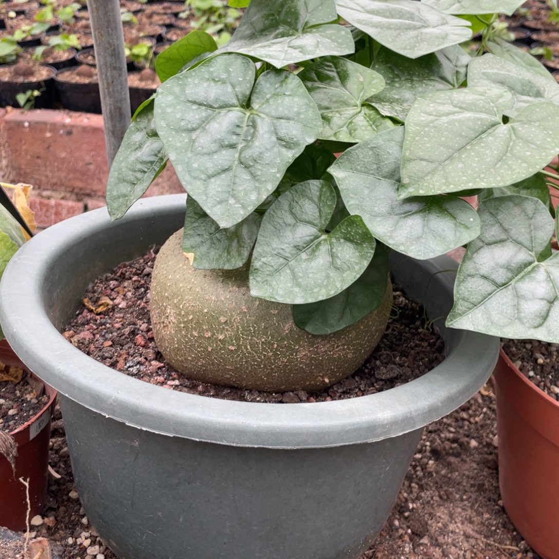 无花朵睡布袋块根