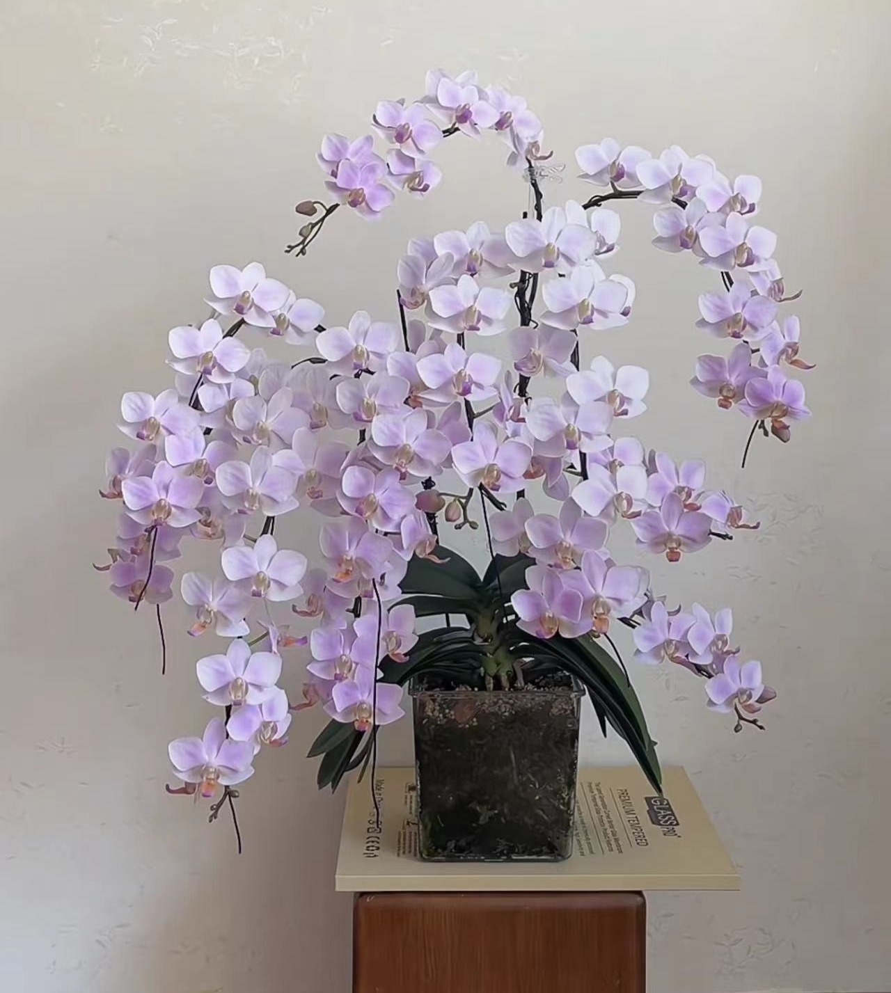 贵族品种 花中皇后能开200多个花苞【残雪】蝴蝶兰花期超长带花剑