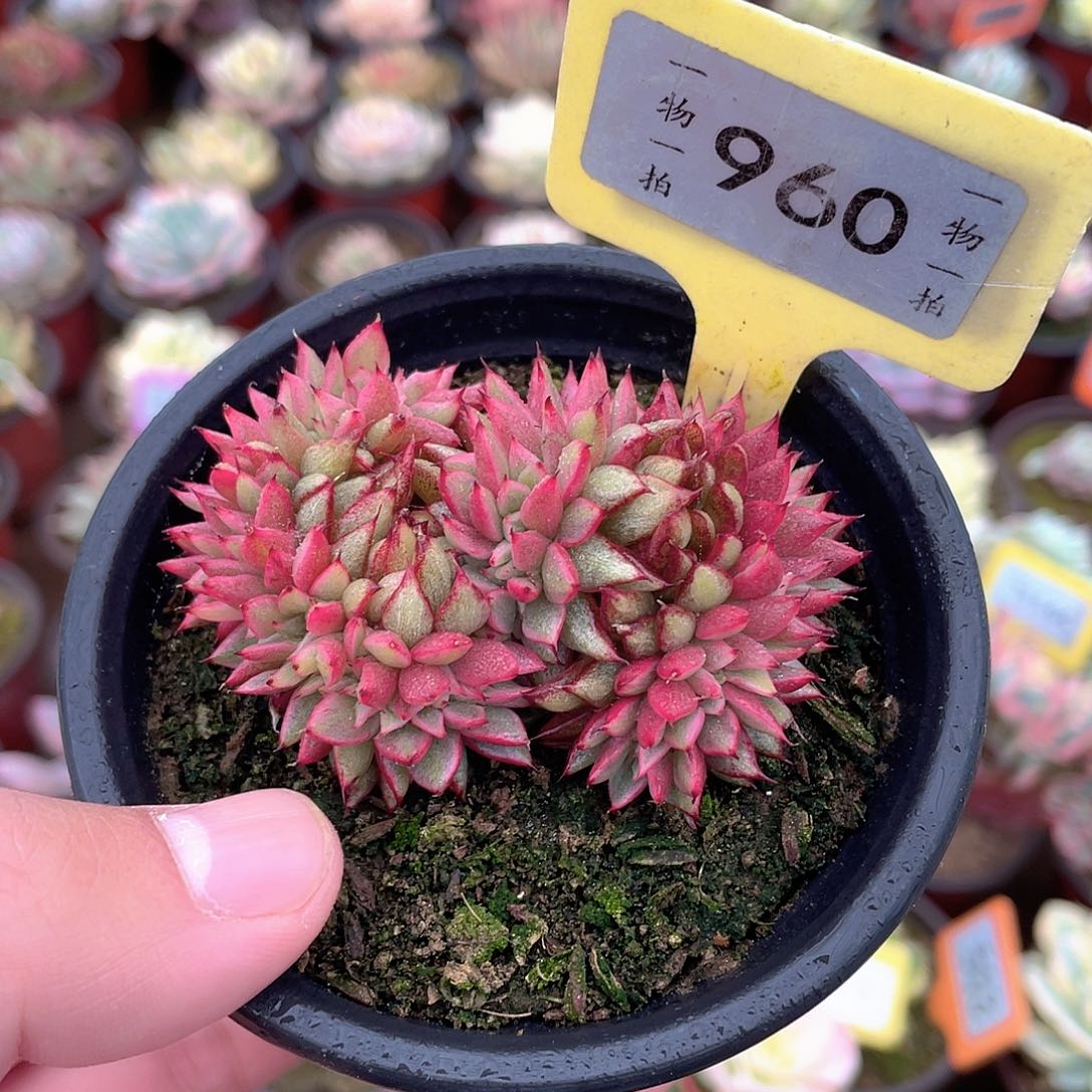 蒙迪锦缀960号多肉