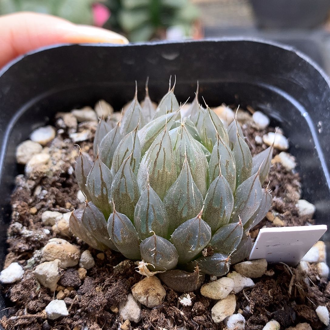 原始种玉露带盆土发货